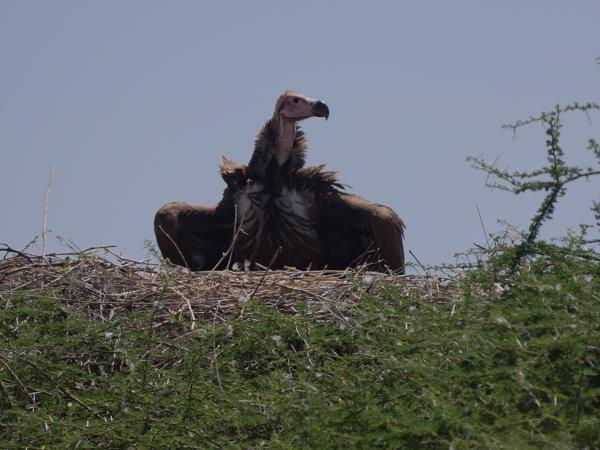 <h3><a href="/trips/tanzania/biota/animalia/chordata/aves/017 accipitriformes/004 accipitridae/gyps rueppelli/gyps rueppelli-nl.html">Gyps&nbsp;rueppelli</a> / Rüppell's&nbsp;vulture / Rüppells&nbsp;gier</h3>OM-1 Mark II met OLYMPUS M.150-400mm F4.5, 1/2500 sec  bij F5.0, ISO 200, afstand 52.9&nbsp;m